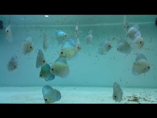 King saphire 7 8 cm мустафа вурал