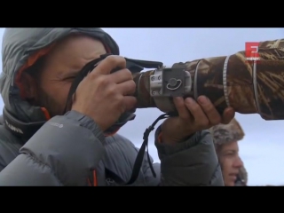 Городок полярных медведей 1 й сезон 1 я серия из 12 ти испытания / polar bear town (2015)