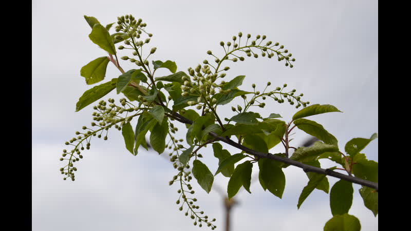 Цветет черемуха
