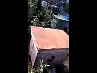 15 августа🌼 пчёлы прячутся от жары 🐝