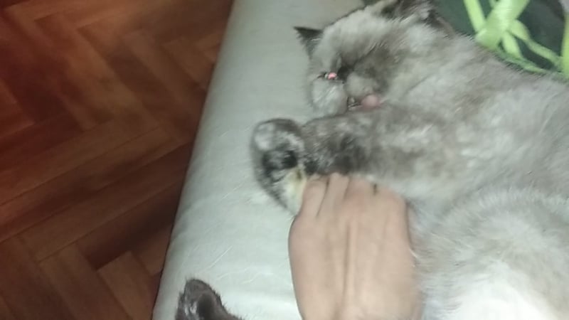 Жизнь с котом + Секс