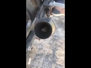 Mouse stuck in an exhaust pipe gets rescued by cranking the throttle