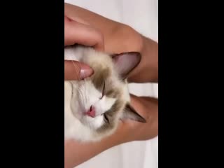 Bbrightvc 20210201 1 mp4