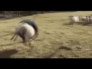 I believe i can fly