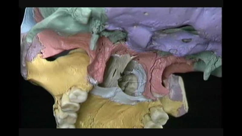 Anatomia general repaso huesos cara y base del craneo [www keepvid com]