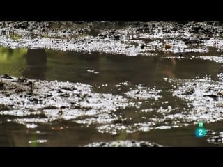 Grandes documentales supervivencia extrema peleas en la selva