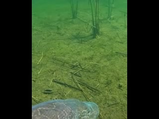 Russkaya rybalochka cibng2qkcgd mp4