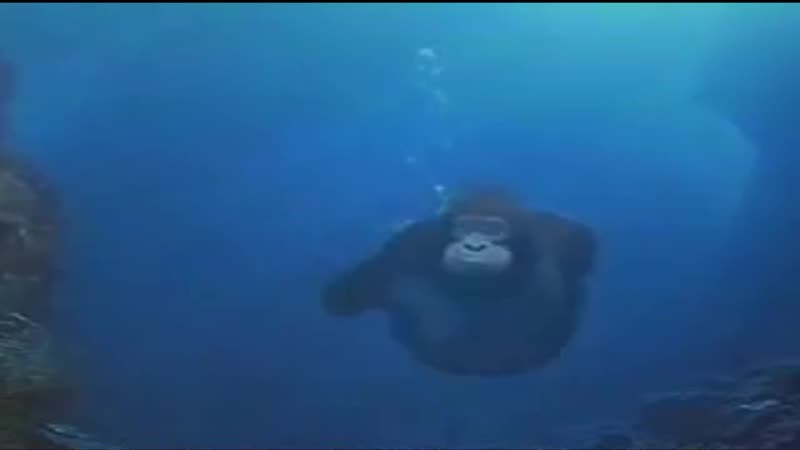 Monke swim in glass