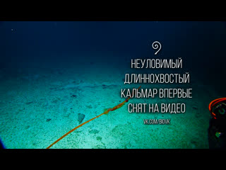 Sinuous asperoteuthis mangoldae squid filmed alive for first time nautilus live