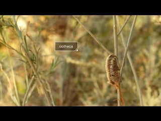 Praying mantis love is waaay weirder than you think deep look