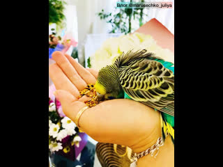 🦜приучить к рукам 🤗