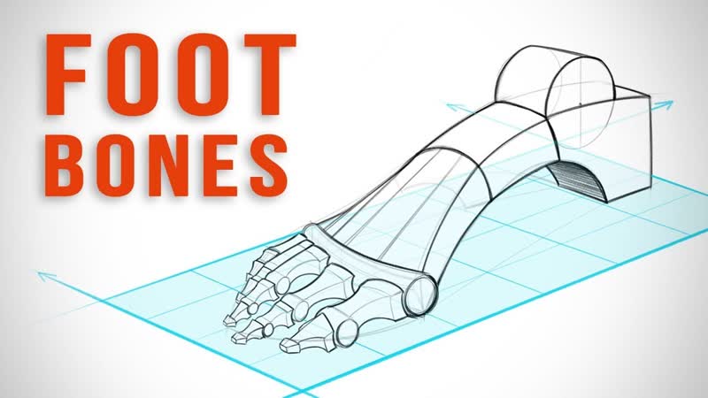 How to draw feet with structure foot bone anatomy