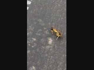 Wasps sex