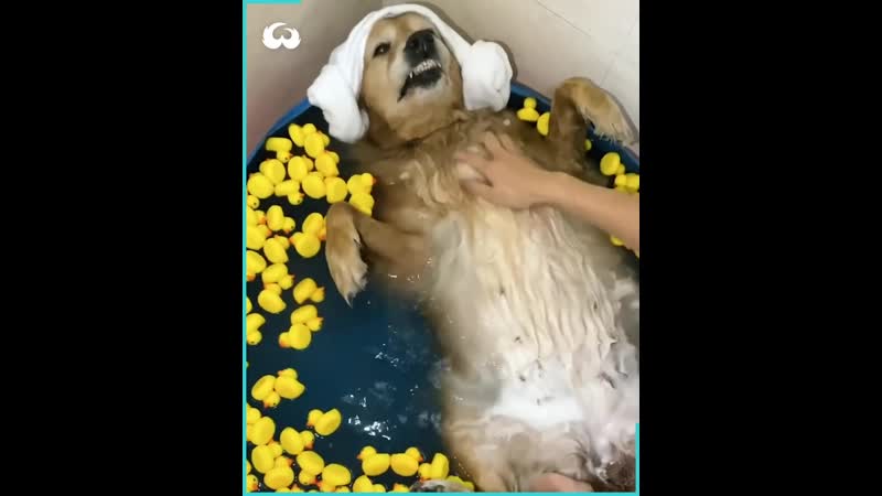 Кайфулички у собакена