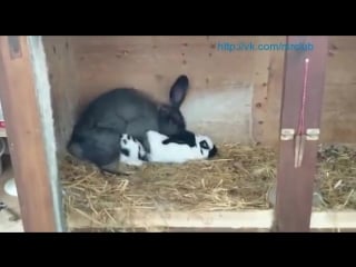 Кролики спариваются