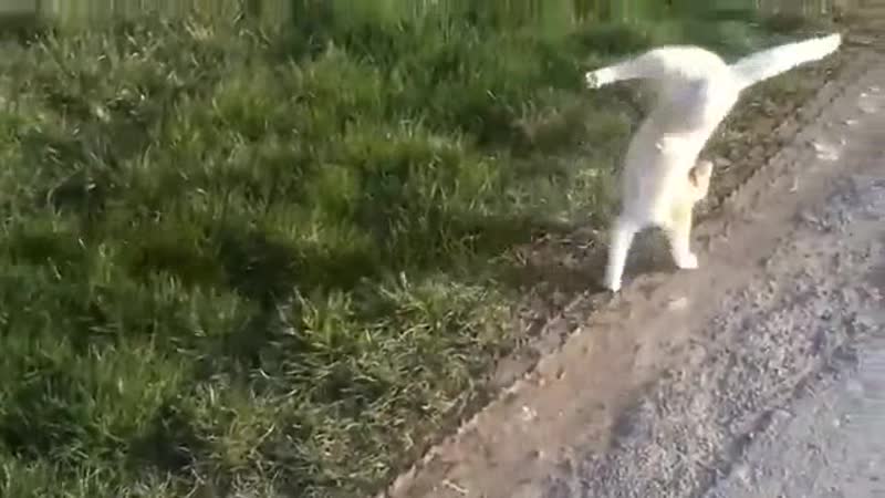 Кот ходит на передних лапах