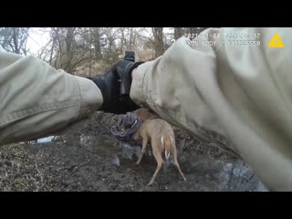 Егерь помог расцепится оленям