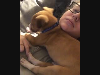 Waited so long to get a puppy, finally got to adopt my little boy chief yesterday from the humane society i think he loves me a