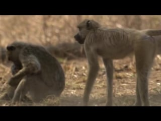 Bbc | "тайная жизнь приматов бабуины" [2/4]