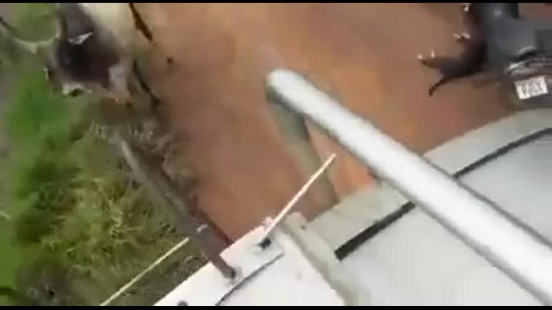 Молодые (питбуль и дворняга) напали на корову (полная версия)