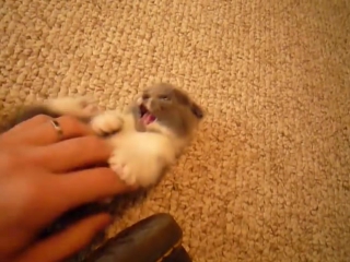 Scottish fold munchkin