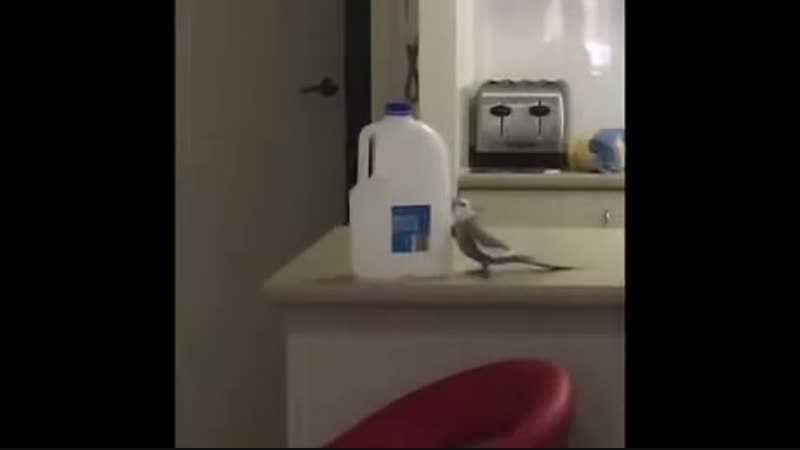 Попугай беспредельщик