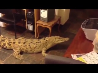 Кормление крупного крокодила на кухне