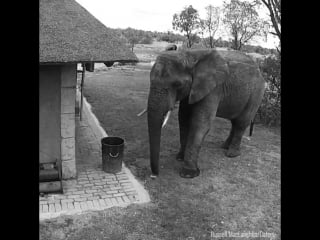 This elephant was caught on camera tidying up trash