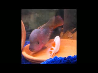 Breeding of vieja synspilum flowerhorn hybrid marble fenestratus cichlid hybri