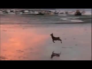 We interrupt your regularly scheduled doomscrolling to bring you a joyful deer prancing ac