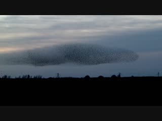 Удивительный танец скворцов gretna green starling murmurations