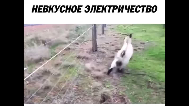 Бестолковый козел