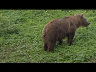 Bbc natural world the bear man of kamchatka (2006)