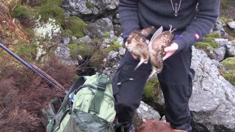Rugdejakt woodcock hunting