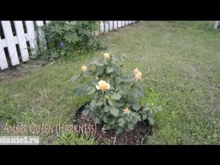 Роза amber queen harkness