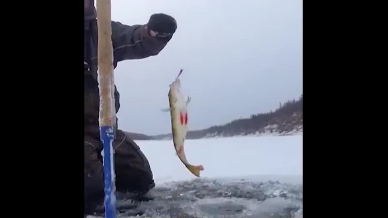 Хорошо окунь берёт