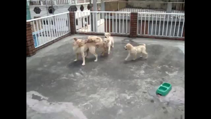 Зверское видео о жестоком нападении стаи лабрадоров!!!