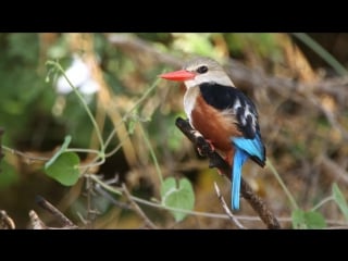 Grey headed kingfisher / сероголовая альциона / halcyon leucocephala