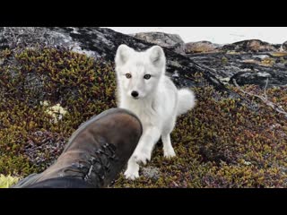 Encounter a young wild white arctic fox in greenland