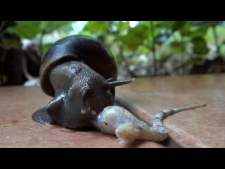 Exclusiveness, african snail and the gecko, food chain, recycling, recyclers of organic matter