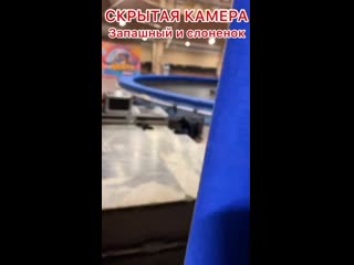 Эксклюзив! скрытая камера! запашный и слоненок