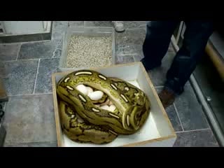 The introduction tiger double het albino titanium reticulated python and her eggs