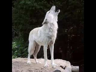 It only takes one howl, at the right pitch, to make great things happen wait for it!