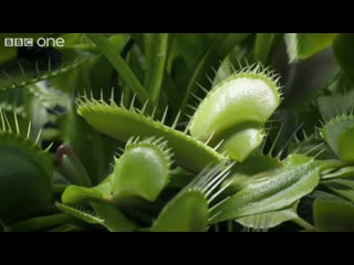 2 hungry venus flytraps snap shut