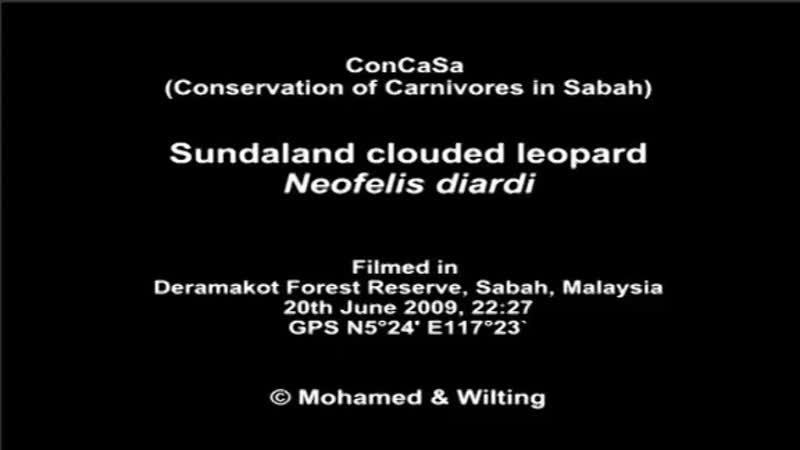 Leopard porn video – First time video of a sundaland clouded leopard
