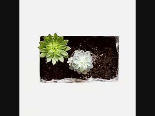 Bachelorette partiyasi jinsiy aloqa video onlayn