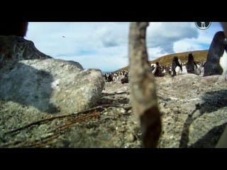 Пингвины шпион в стае путешествие 1 серия