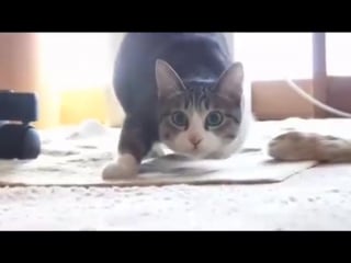 Кошачий тверк двигай телом cat twerk trap