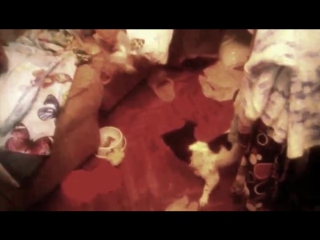 Кэтти таскает свою игрушку