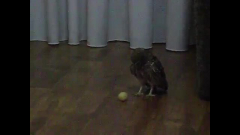 Домовой сыч играется